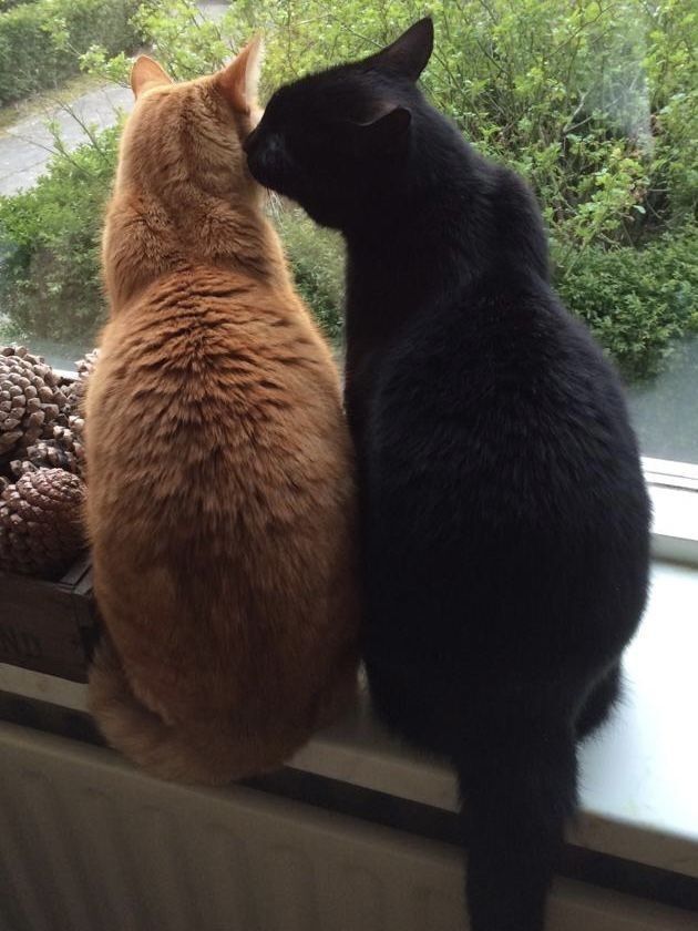 catsdotjpg's tweet photo. https://t.co/TCrT0CoWMU