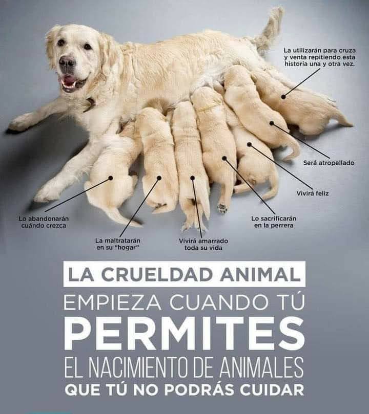 Solo nosotros podemos evitar su sufrimiento… Es mejor esterilizar que abandonar