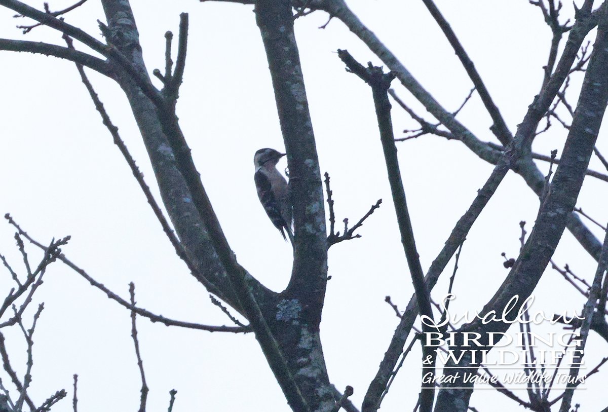 Swallow Birding & Wildlife tweet media