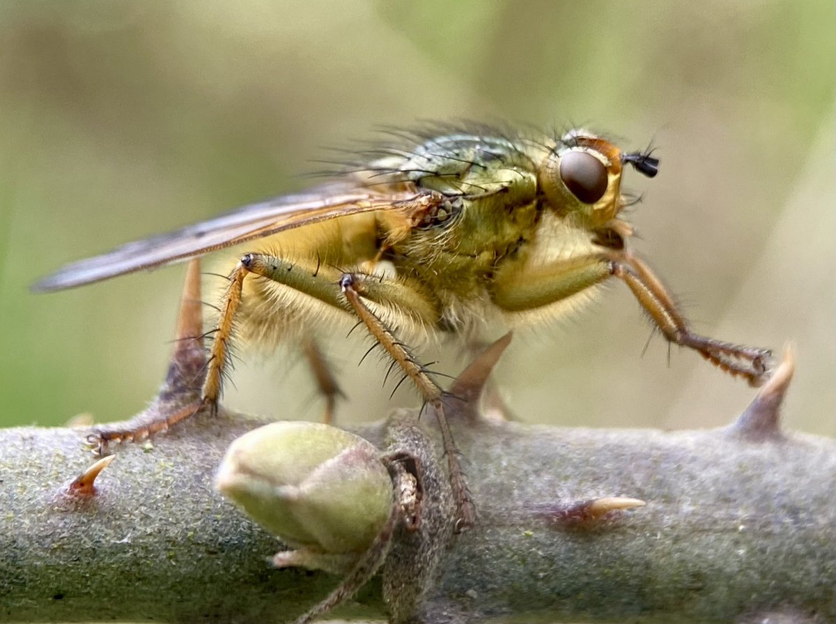 StevePa46290725's tweet image. Scathophaga stercoraria (yellow dung fly), warming itself in today’s sunshine. #fly #insect