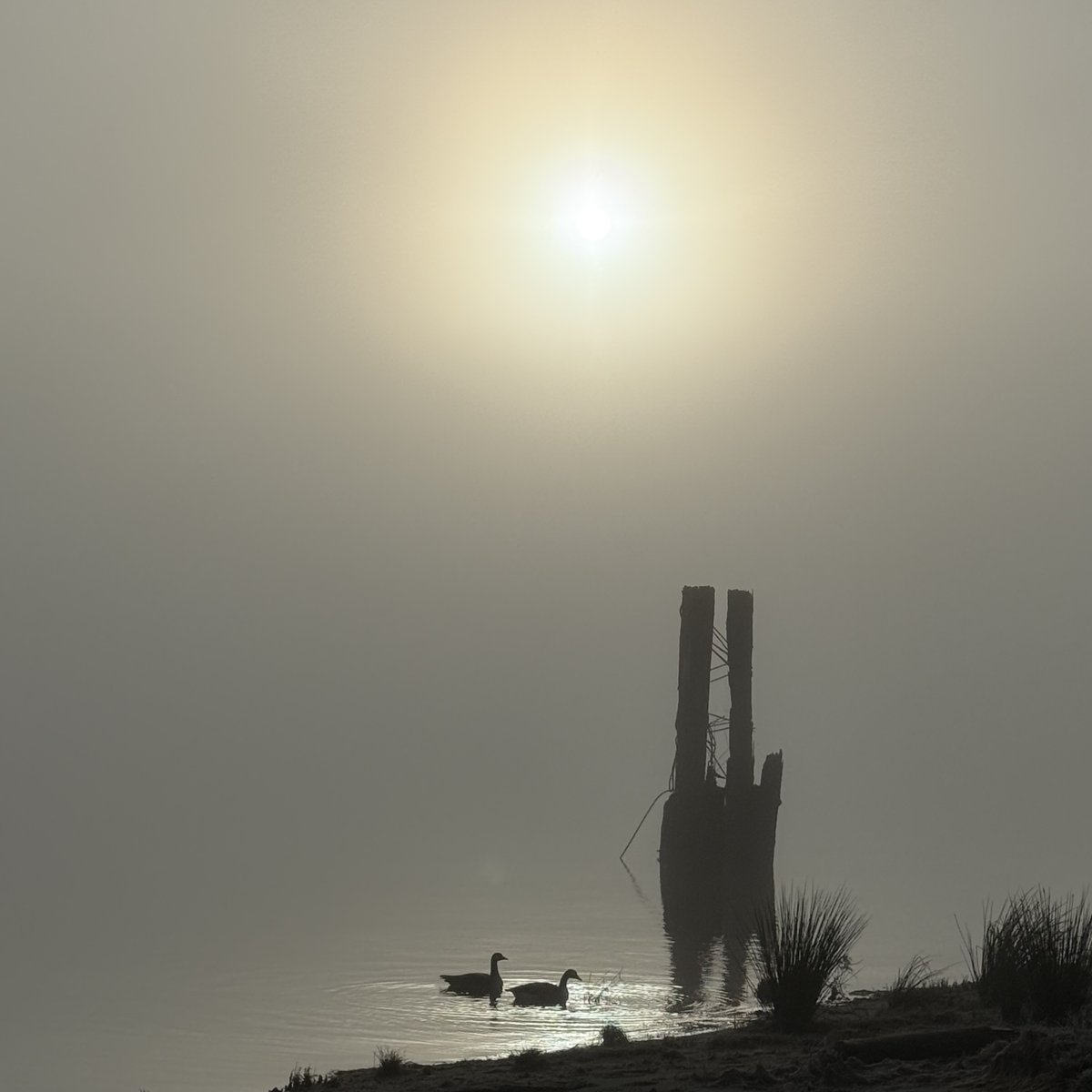 dmerlyn's tweet photo. A foggy morning on the Fraser River at Brae Island Regional Park, Fort Langley, BC. https://t.co/gYmmQZZYNl