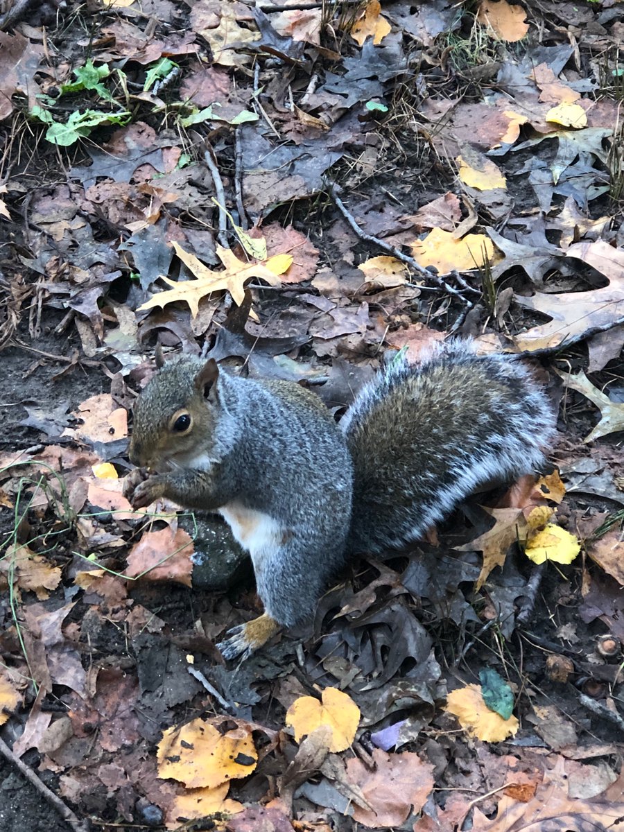 20 sene once New York Central Park’ta dolasan sincaplari gorunce cok sasirmistim. Klasik ben, hemen fotograf cektirmisim bir tanesiyle (kendisinin haberi yok, poz verememis)  bu sincaplar evcillesmisler, Anitkabir’in bahcesinde yasayanlara elimle badem yedirmek mumkun degil 🐿️
