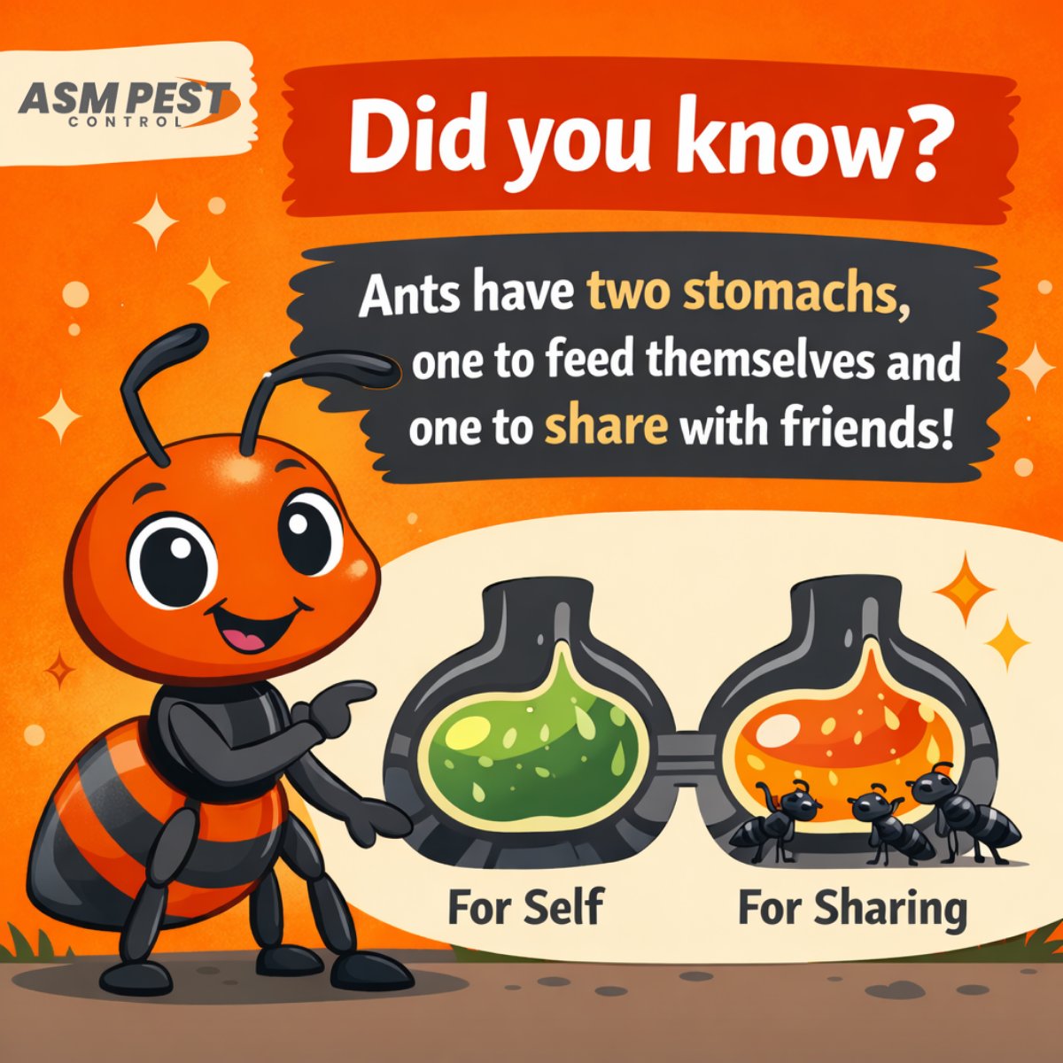 asmpestcontrol's tweet photo. Sharing is caring even for ants! Discover how these little insects manage food with two stomachs. 📷

#DidYouKnow #AntFacts #NatureIsAmazing #PestEducation https://t.co/05Kp3m8Duz