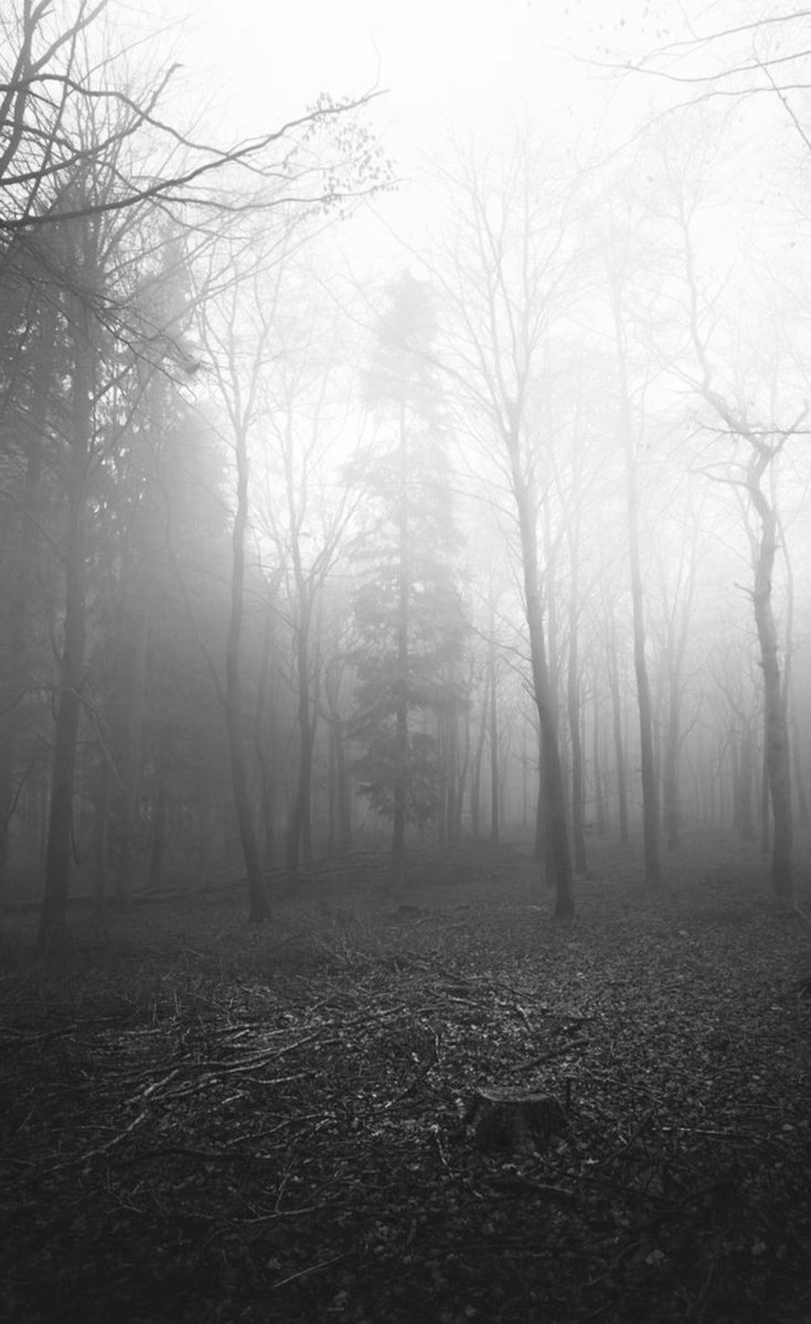 NIN75_'s tweet photo. At the edge of the forest...... https://t.co/vbDuC1OCIo