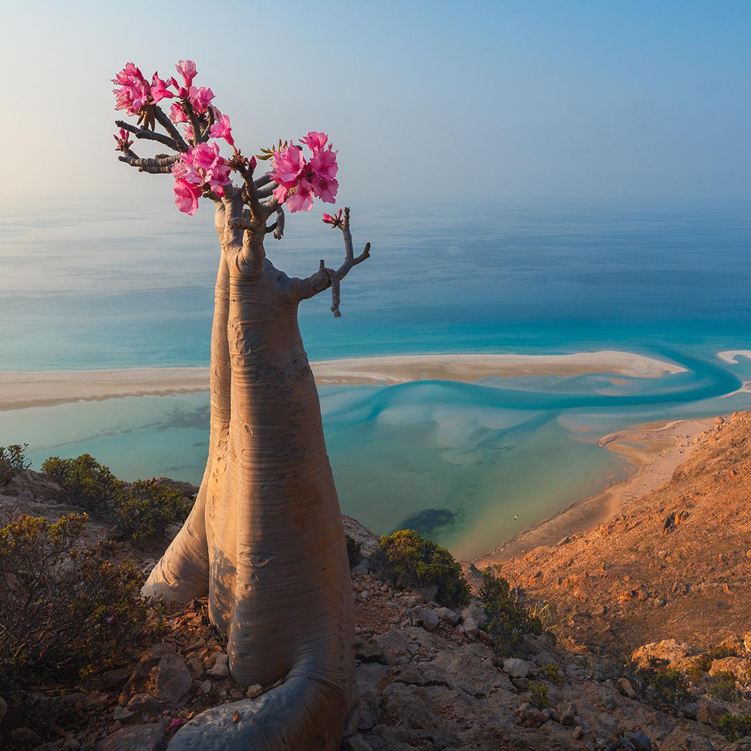 🌸 A desert rose in Socotra island, Yemen. In the background the Arabic sea.
