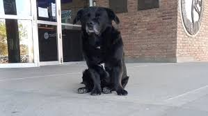 #ATENCION 🚨 El Tribunal de Faltas de <a href="/_SantaFeCapital/">Santa Fe Capital</a> sancionó al dueño del pitbull que mató a #Garrafa. 

El propietario deberá afrontar una condena de 600 UF ($1.020.600), más la realización de seis charlas obligatorias sobre tenencia responsable, que dicta el #IMUSA.