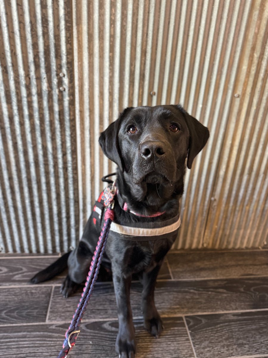 Freedom Service Dogs tweet media