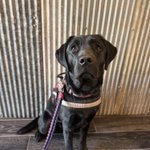 Photo by Freedom Service Dogs (@FreedomSvcDogs)