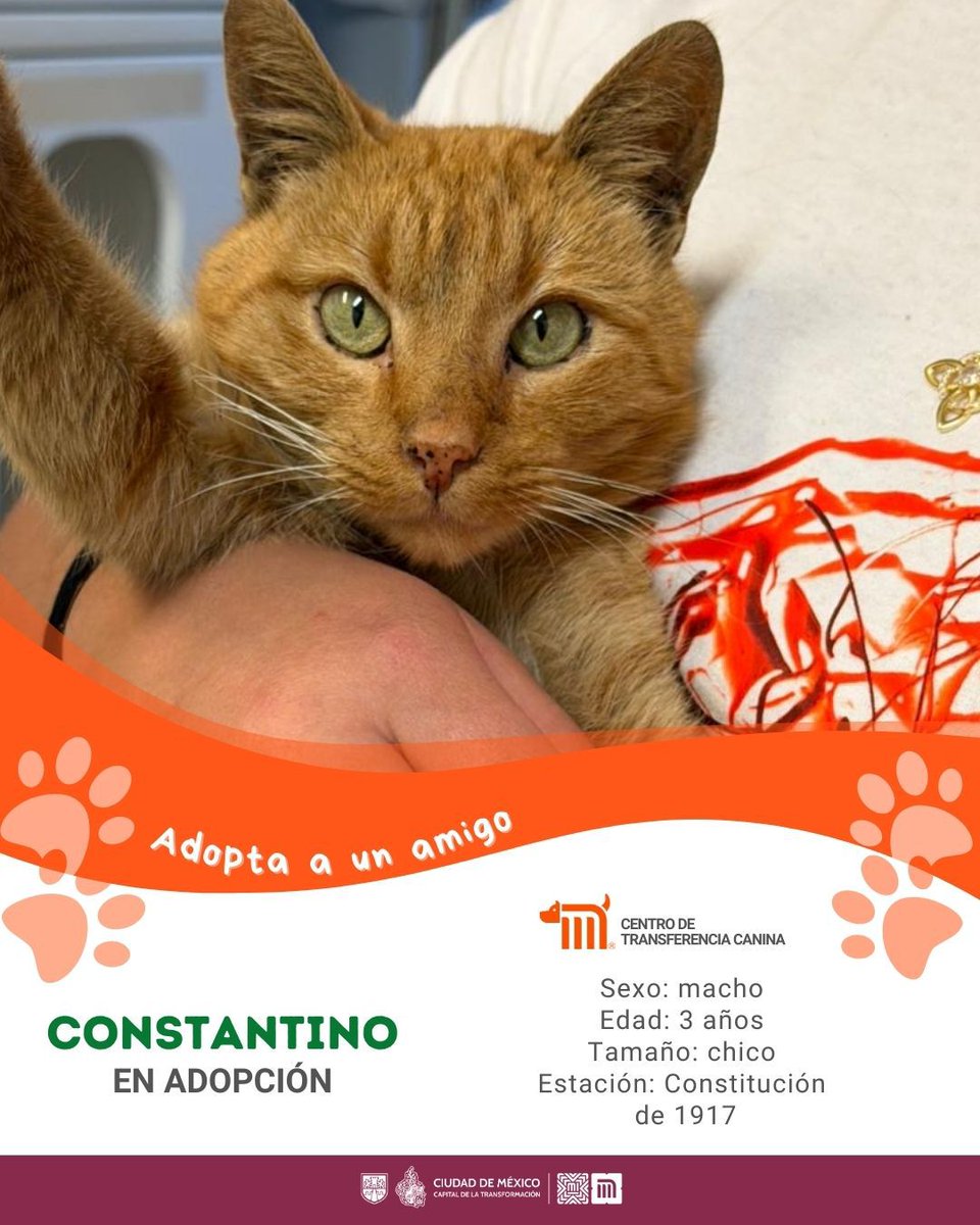 "Constantino" está en busca de una familia, si deseas darle la oportunidad de ser adoptado comunícate con el <a href="/ctcdelmetro/">CTC del Metro</a>, vía e-mail a: ctc@metro.cdmx.gob.mx  
Consulta requisitos de adopción en 👉🏼 bit.ly/41Z16Cd 🐾  #AdoptaNoCompres 🐶🏡