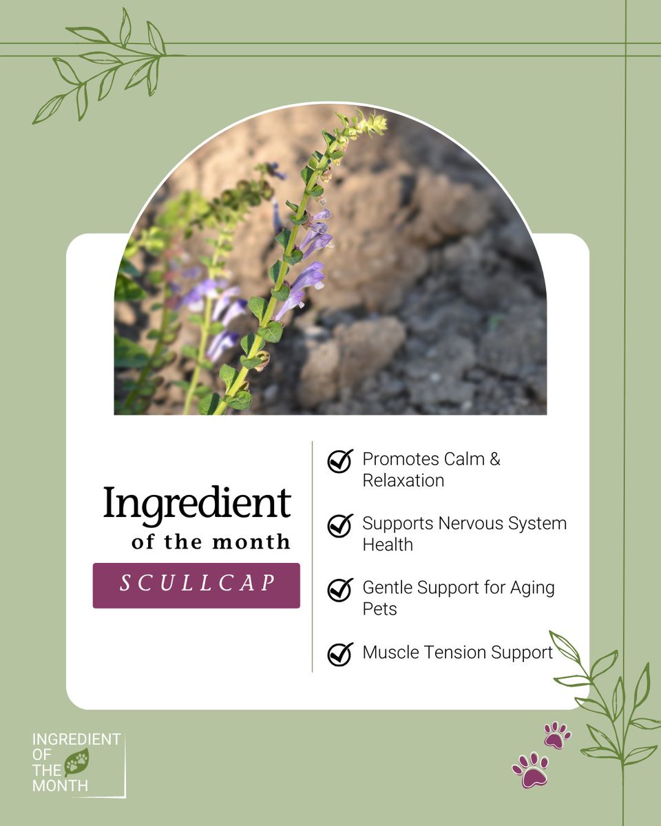 PetAlive tweet media