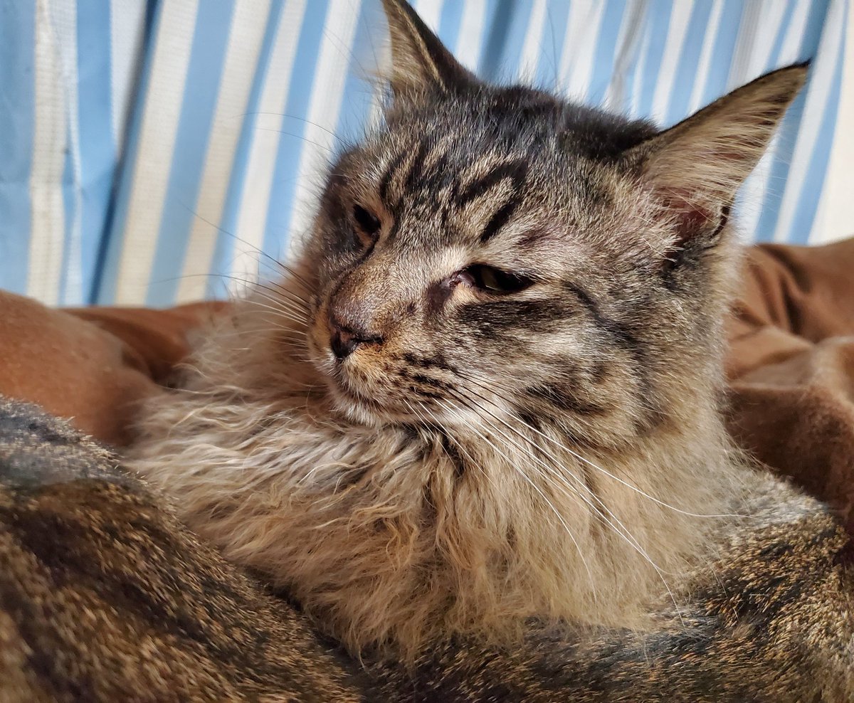 （寝起きぽんやりモハモハちゃん）
飼い主はどこで寝よう…(゜_゜)
#納戸家の猫 #猫 #ネコ #ねこ #猫のいるくらし #cat #キジトラ