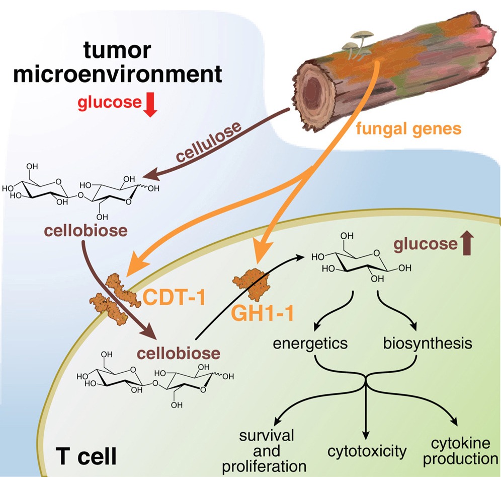 Excited to share my thesis work with <a href="/ManishButte/">Manish Butte</a>, now published in <a href="/CellCellPress/">Cell</a>.

We show that xenobiotic metabolic pathways can be engineered into mammalian cells and use this to enhance tumor-infiltrating T cells.

Next up: development of this tool to study