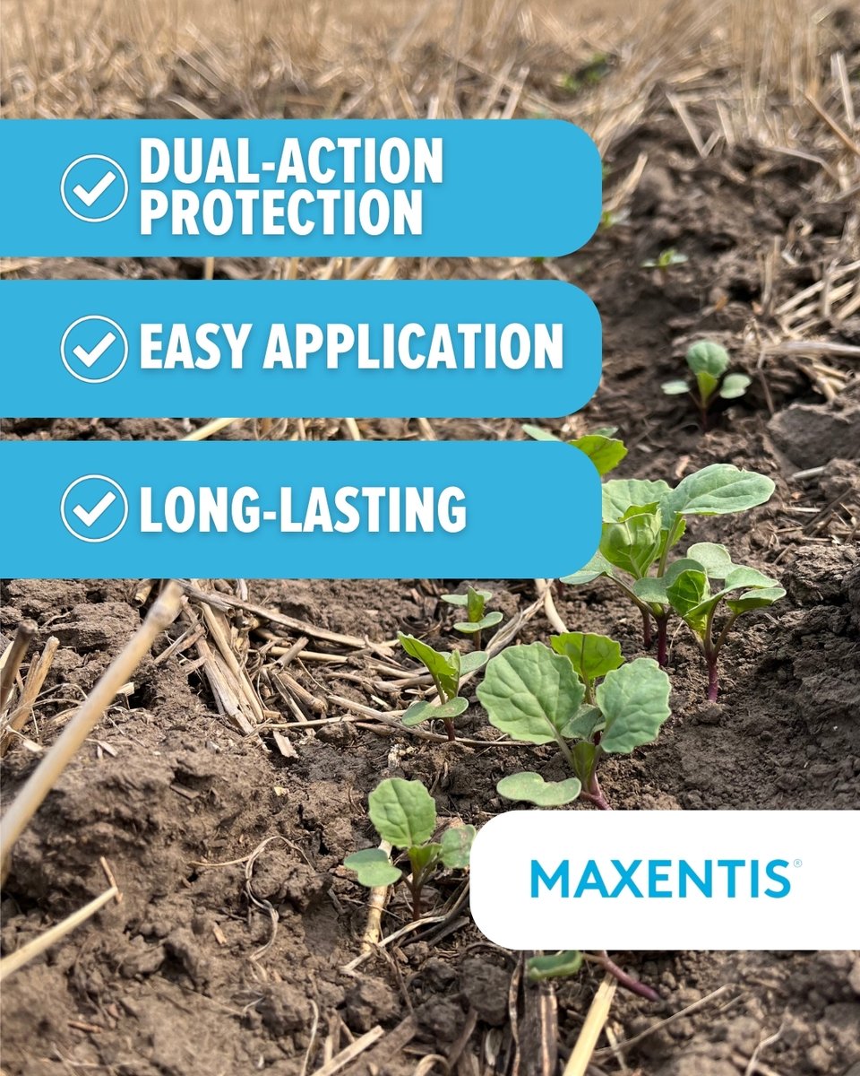 Double Diamond tweet media