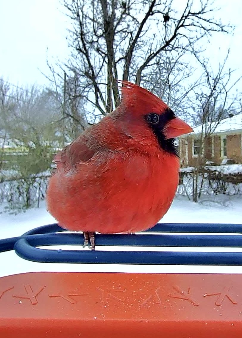 Tangerine tweet media