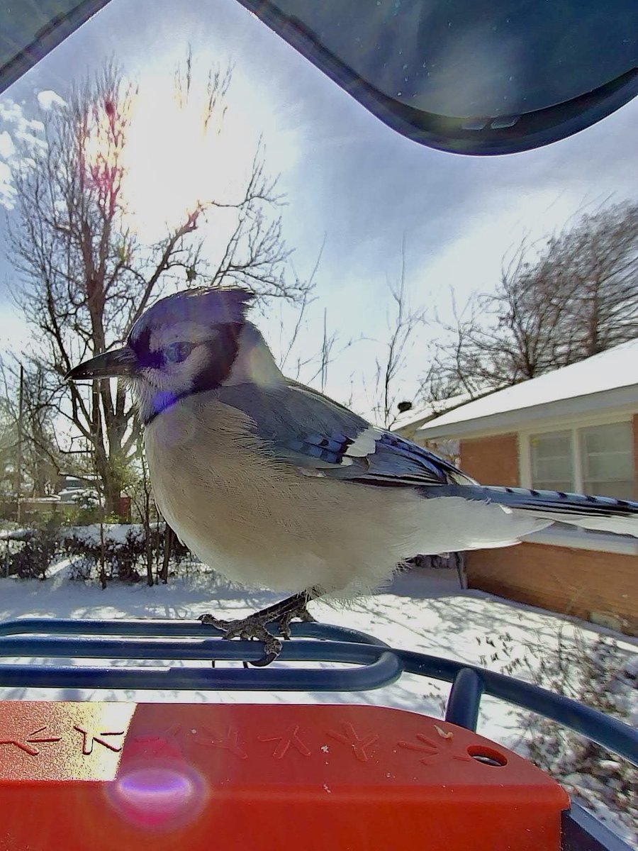 Tangerine tweet media