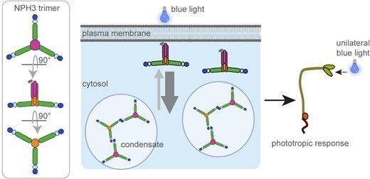The Plant Cell tweet media