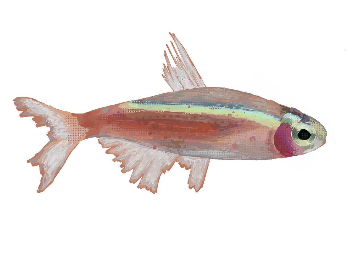 fishfanatic13 tweet media