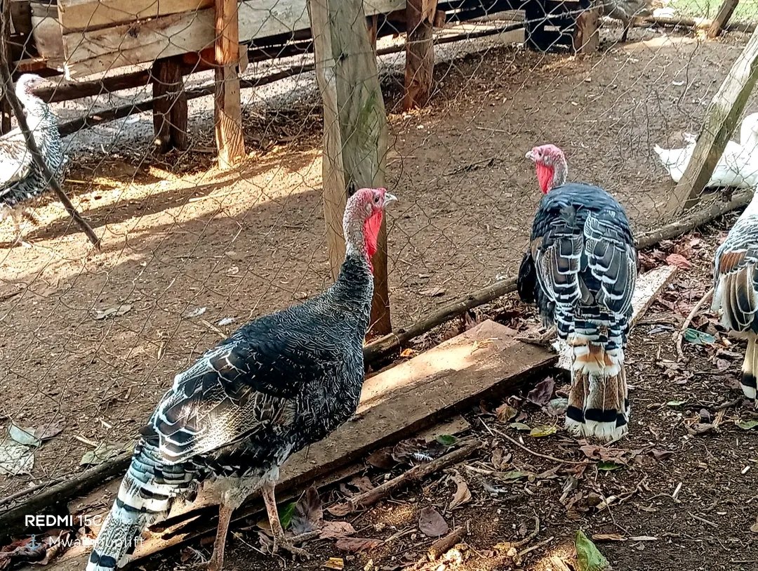 At the Farm, we don’t just rear turkeys — we invest time, money, sleepless mornings, and real dedication into every single bird. From feeding, vaccination, cleaning, and monitoring their growth, raising mature turkeys is not a joke. It takes months of commitment and consistency.