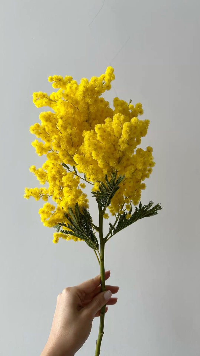 арина ну что за х tweet media