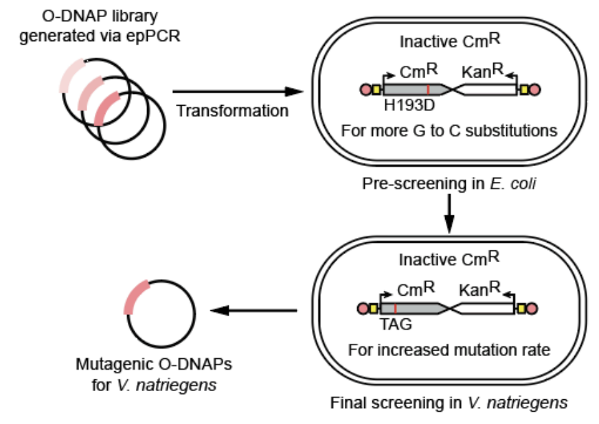 paperperday's tweet photo. Optimized a continuous evolution system with an engineered error-prone DNAP (~10⁻⁴ mutation rate) without increasing genomic mutations
https://t.co/ADCz8emzzR

Transfer of the continuous mutagenesis platform into Vibrio natriegens and Pseudomonas putida
https://t.co/p1gSbAOpEX https://t.co/IhmRdkaCog