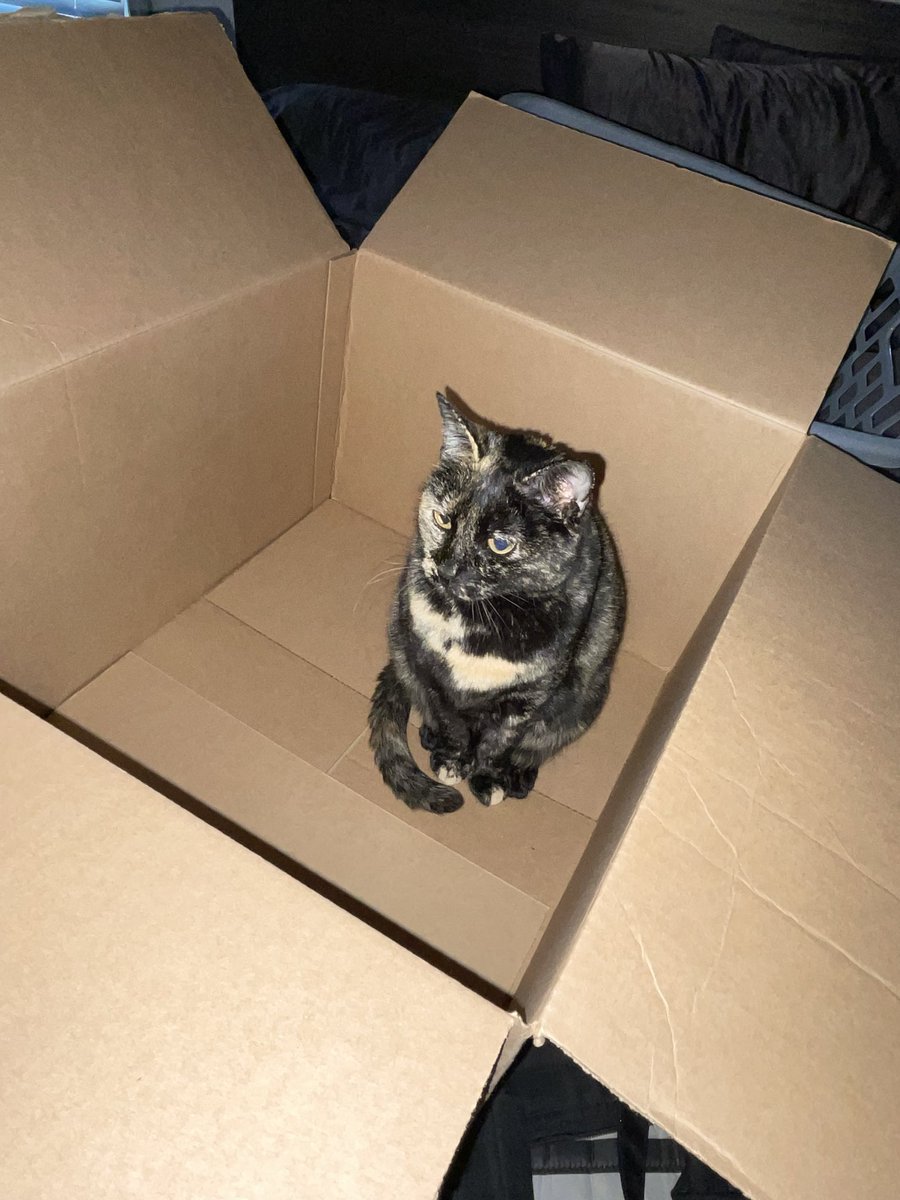 patchie pie 🥧 tweet media