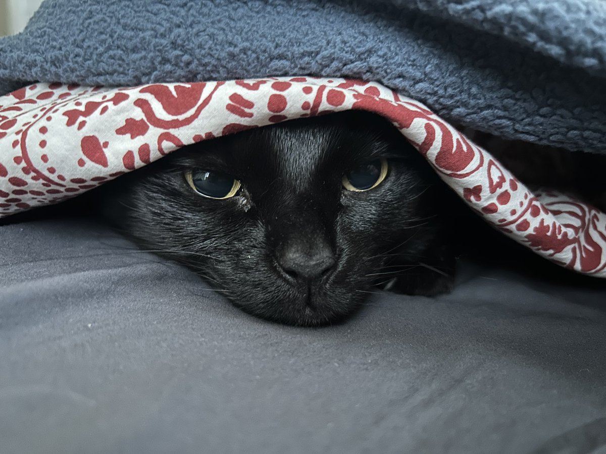 Lisa Kocay tweet media