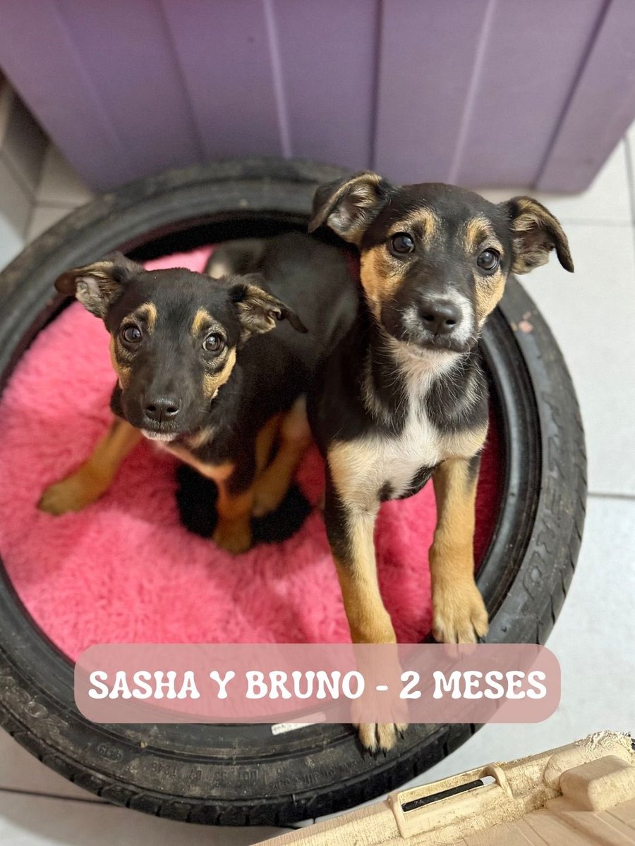 Estos hermosos hermanitos estaban caminando solitos en la calle🥺🥺tan bebés y estaban muertos de miedo sin conocer el amor ni lo que es comer todos los días💔afortunadamente cruzamos caminos con ellos y no volverán a sufrir!! Ya los tuvimos en observación y ya los vamos a