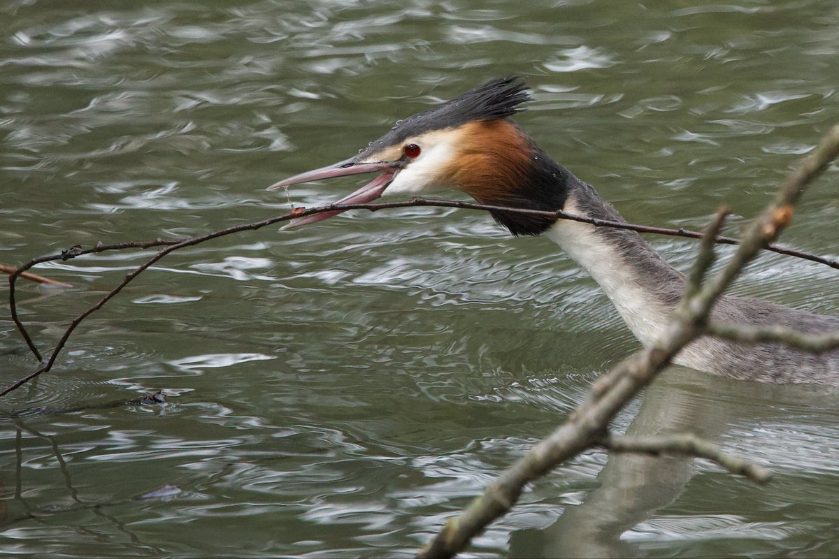 David Hateley tweet media