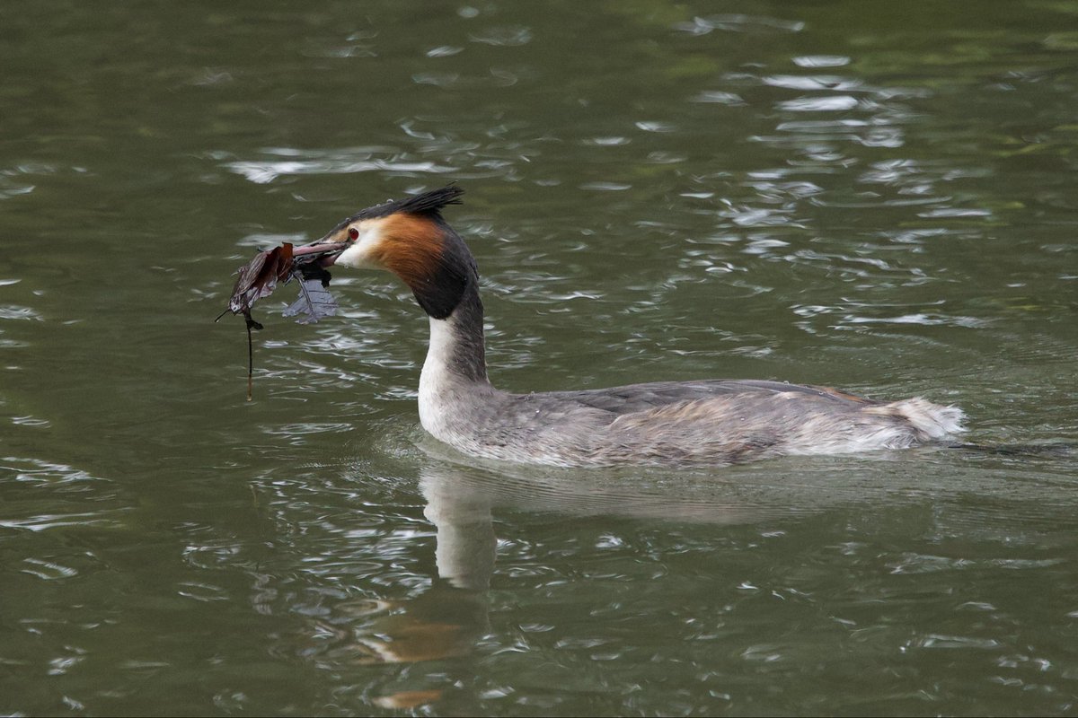 David Hateley tweet media