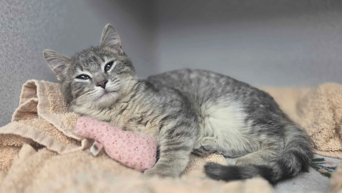 Nebraska Humane Society tweet media