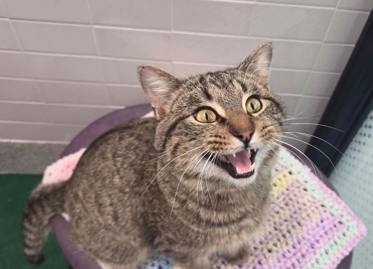 Nebraska Humane Society tweet media