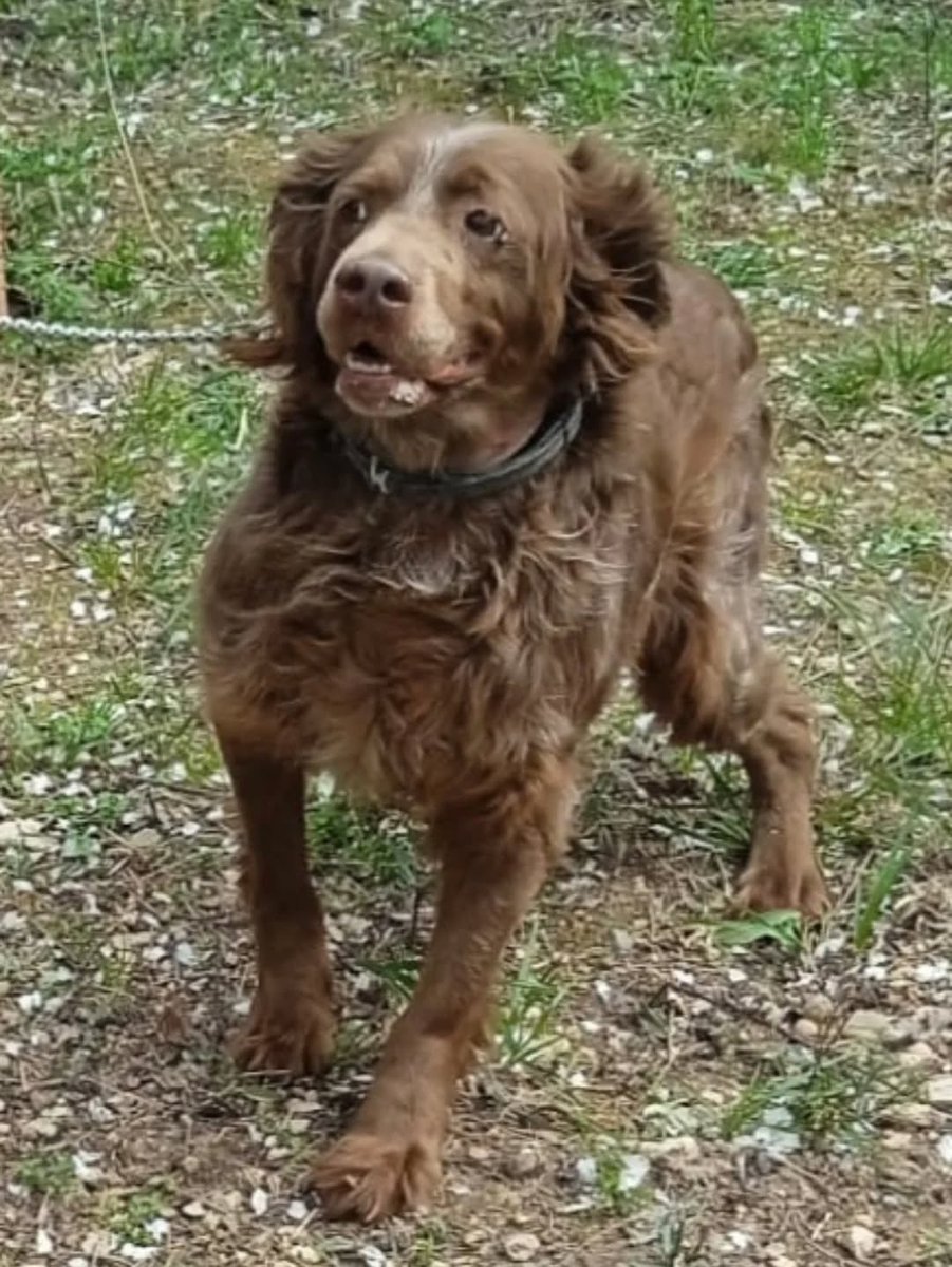 SosAbuelos1's tweet photo. #ZARAGOZA
Este guaperas es #TIKO. Tiene 9 años. Venden su casa y necesita encontrar urgentemente una familia. 

Ha vivido siempre en caseta de perros de caza 😔. Ya le toca conocer lo que es vivir en familia 

Es sociable con todos y obediente.
 
Busca adopción o acogida temporal.
Sí quieres conocerlo...

Contacto: cartujoszaragoza@gmail.com