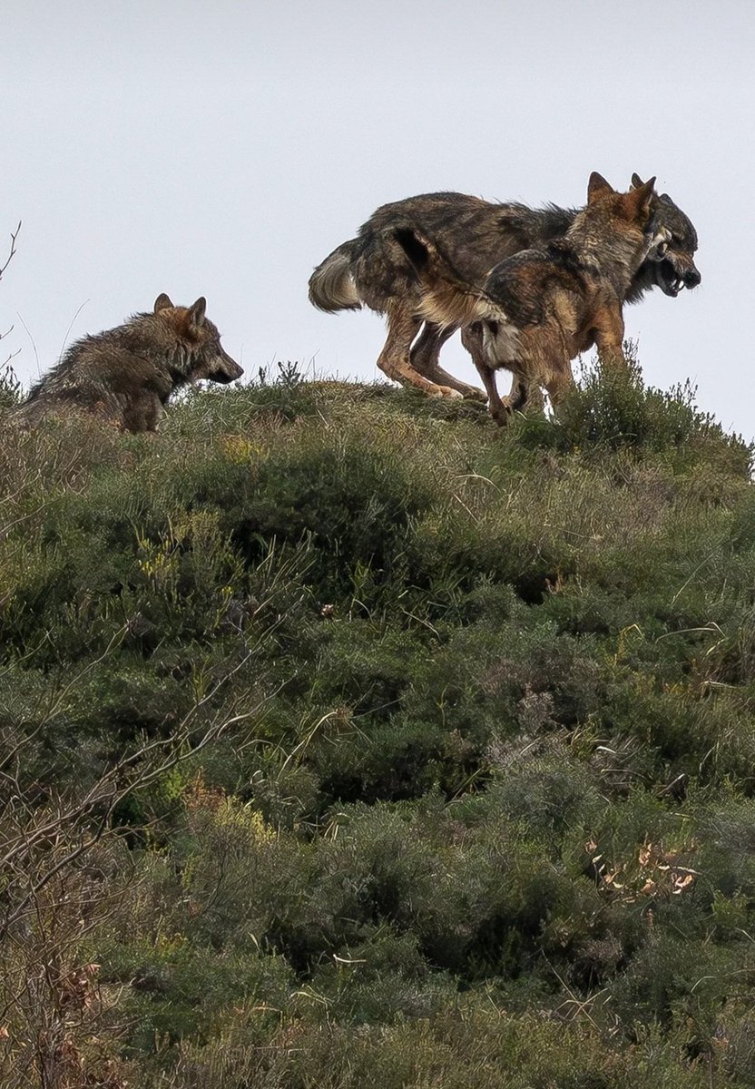 La naturaleza está amenazada por tanto talibán negacionista y por los que los amparan.
Lo rifles furtivos, los venenos que sacuden las vidas de muchos animales salvajes, las trampas que esperan ver agonizar a un ser vivo inocente, los fuegos...
A esta gentuza hay que pararla ya.