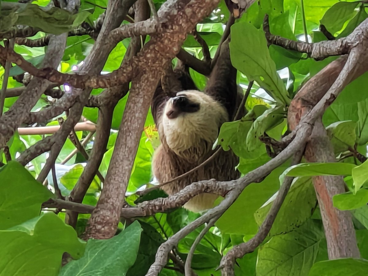 scottstoll's tweet photo. I had quite a mini adventure in Panama. Here is a lucky picture of a sloth, which in Spanish is called a "lazy". Story to come. 

#sloth #sloths #perezosa #lazy #panama #hangingaround https://t.co/HAVVITnLqg