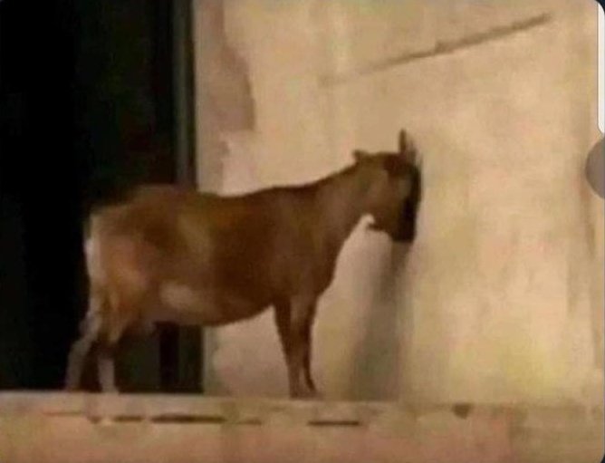 Kuna small wig unafollow na usiku wanaku_unffollow. Tunawajua. I will follow back