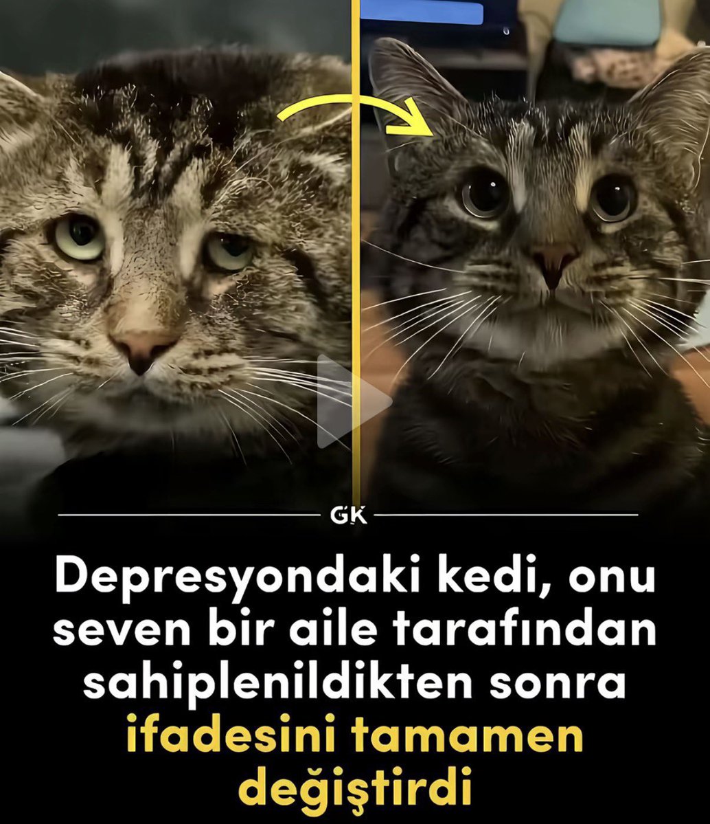 Kalbi güzel hayvansever insanların dikkatine ❗️
Paylaşımımdaki KEDİ için RT desteği lütfen 🙏
Mutsuz bir kedinin Mutlu olmasını sağlamak bizlerin elinde . 
ALLAH RIZASI İÇİN destek verin 🙏

Göztepe Mika Raun Merve Taşkın Sedat Peker Özgür Özel #ErdenTimuraÖzgürlük #Herkesiçin5G