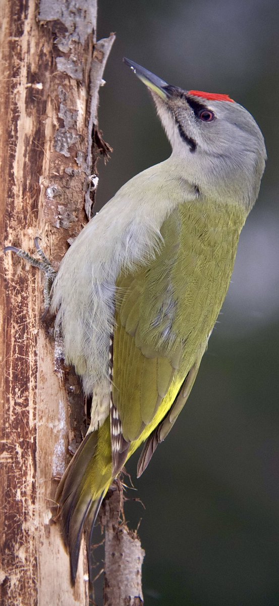 Paul Hackett tweet media