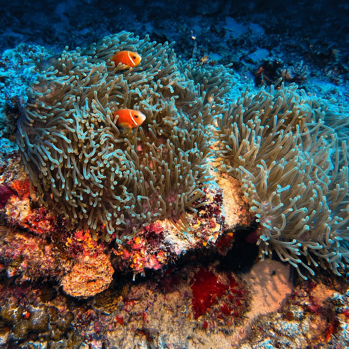 🎥: @mb_oceanchild- thanks for sharing! Learn more: sealife-cameras.com.

#sealifecameras #sportdiver #sportdiverultra #micro3 #rm4k #seadragonlights #scubapro #vacation #travel #adventure #scubadiving #diving #snorkeling