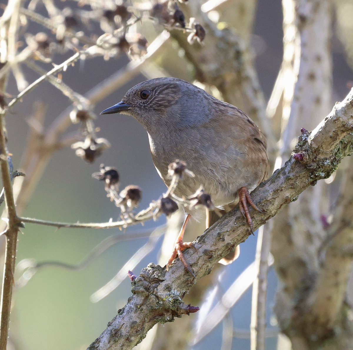 Rose Newbold tweet media