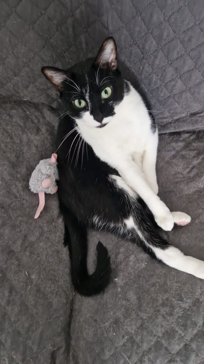 ♥️ #LLUVIA, #FORTU Y #FIRU EN ADOPCIÓN 😻♥️ #adopcion #granada