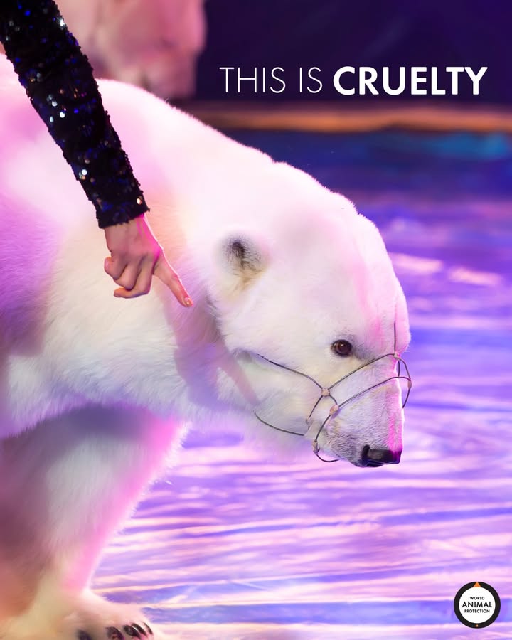 🗣️ ANIMAL ENTERTAINMENT IS ANIMAL CRUELTY