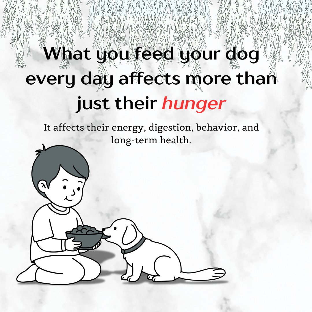 YourpetsPOV's tweet photo. What if the bowl is shaping more than you think? 🐾

The way your dog moves.
Recovers.
Handles the day.

It does not start when something goes wrong.
It starts with what you choose consistently.

Small support now.
Stronger body later 💛

 #doglover #nutrition #wellness #fyp https://t.co/wVLOBT5Zih