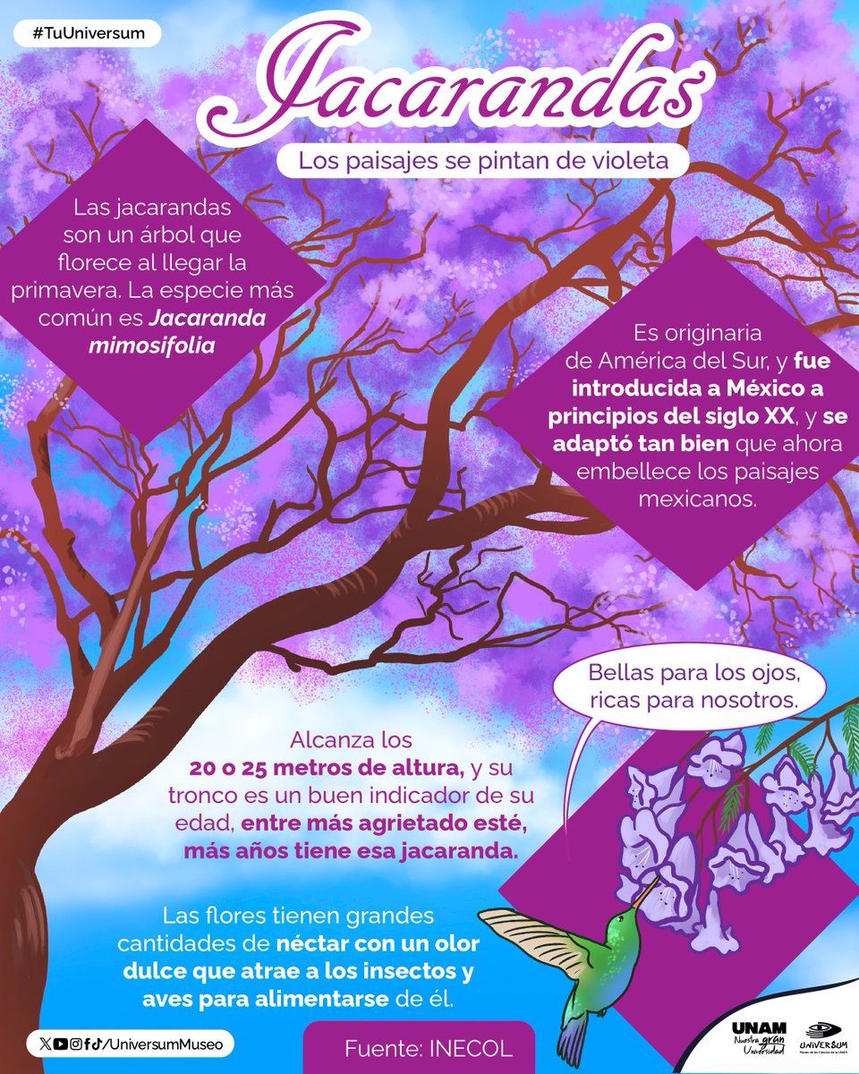 La mejor época del año se acerca y es cuando las calles de la ciudad se pintan de un increíble tono por las Jacarandas. 💜

Ver sus flores es todo un placer. 🌸💜
#TuUniversum