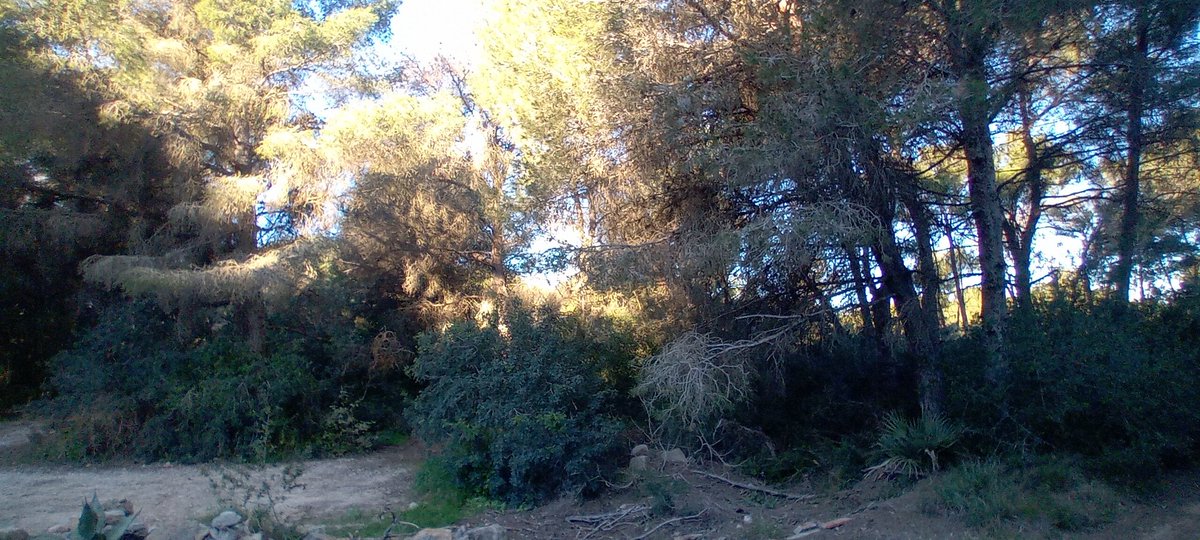 AGENTESCV tweet media