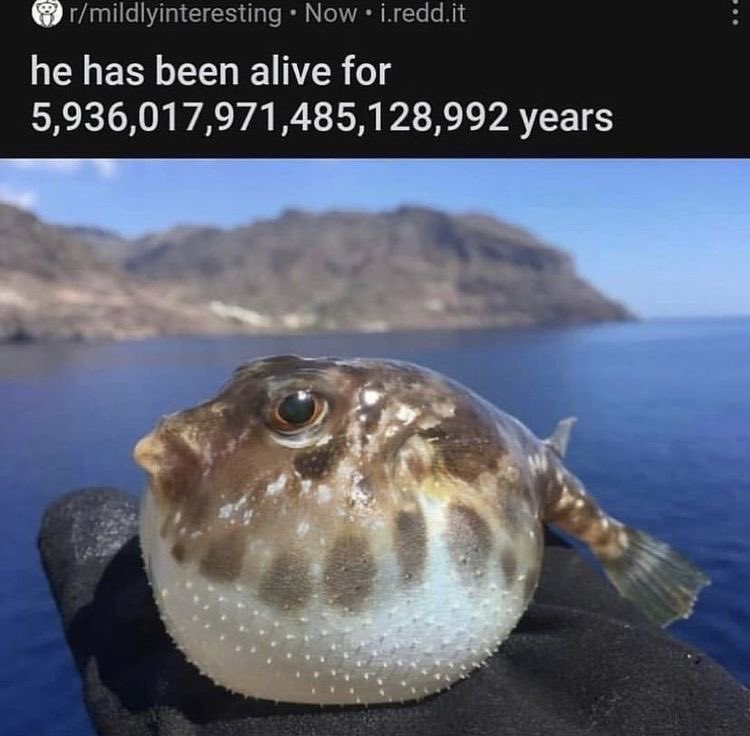 fish (@kindfishfriend) on Twitter photo 