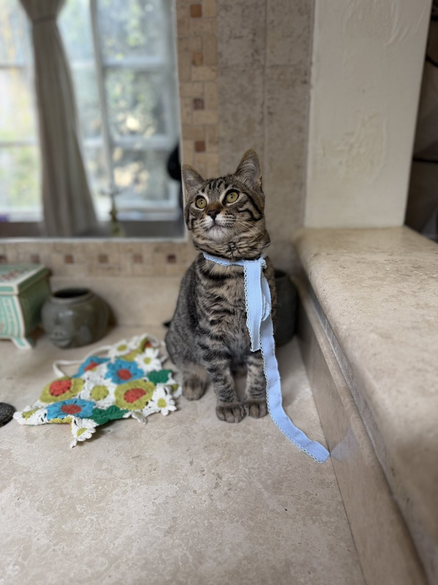 Me llamo Milo. Tengo alrededor de 5 meses. 

Ronroneo sin parar. Me encanta jugar contigo y con otros gatitos. Tengo una personalidad muy linda. Me encontraron en la calle de más bebito. Estoy muy feliz de no haber terminado ahí porque no sabía cómo estar calientito en las noches