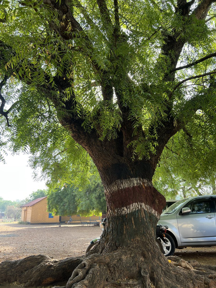 KDL Boboto tweet media