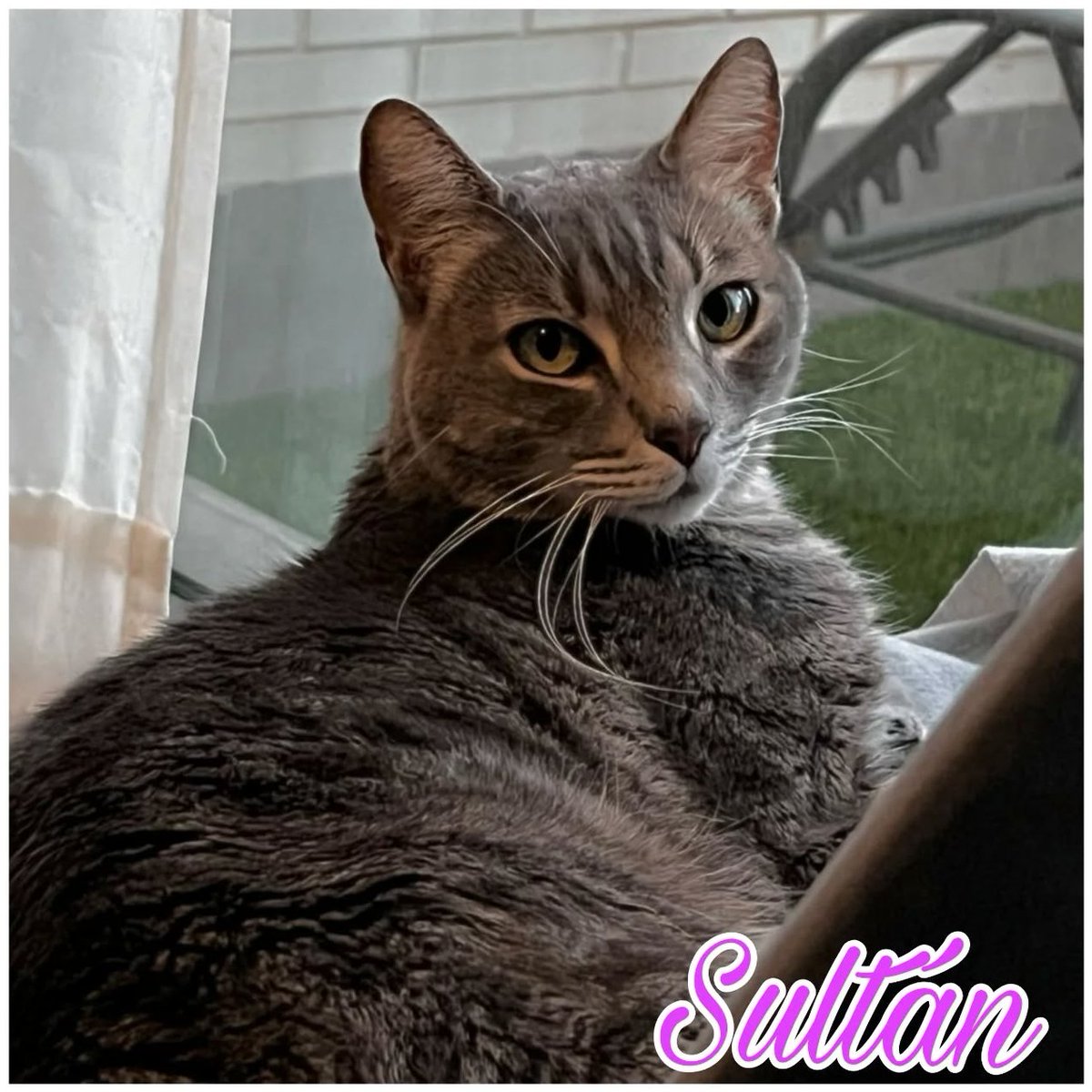 #MÁLAGA
...Que ya no pueden hacerse cargo y bla, bla... 
#SULTÁN tiene 12 años, fue adoptado hace muchos y ahora a vuelto a la prote.

Es un gato súper bueno y cariñoso con humanos. Compatible con perros, pero con sus compañeros gatunos de patio no lo lleva muy bien... ¡normal!