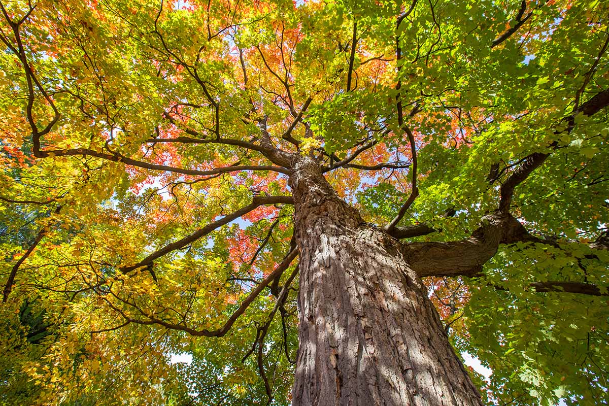 Gardeners_Path_'s tweet image. How to Grow and Care for Sugar Maple Trees - Sugar maple trees are gorgeous and bountiful, providing rock hard lumber and deliciously sweet sap. Learn how to grow your own Acer saccharum now on Gardener's Path. #landscape #trees #maplesyrup gardenerspath.com/plants/landsca…