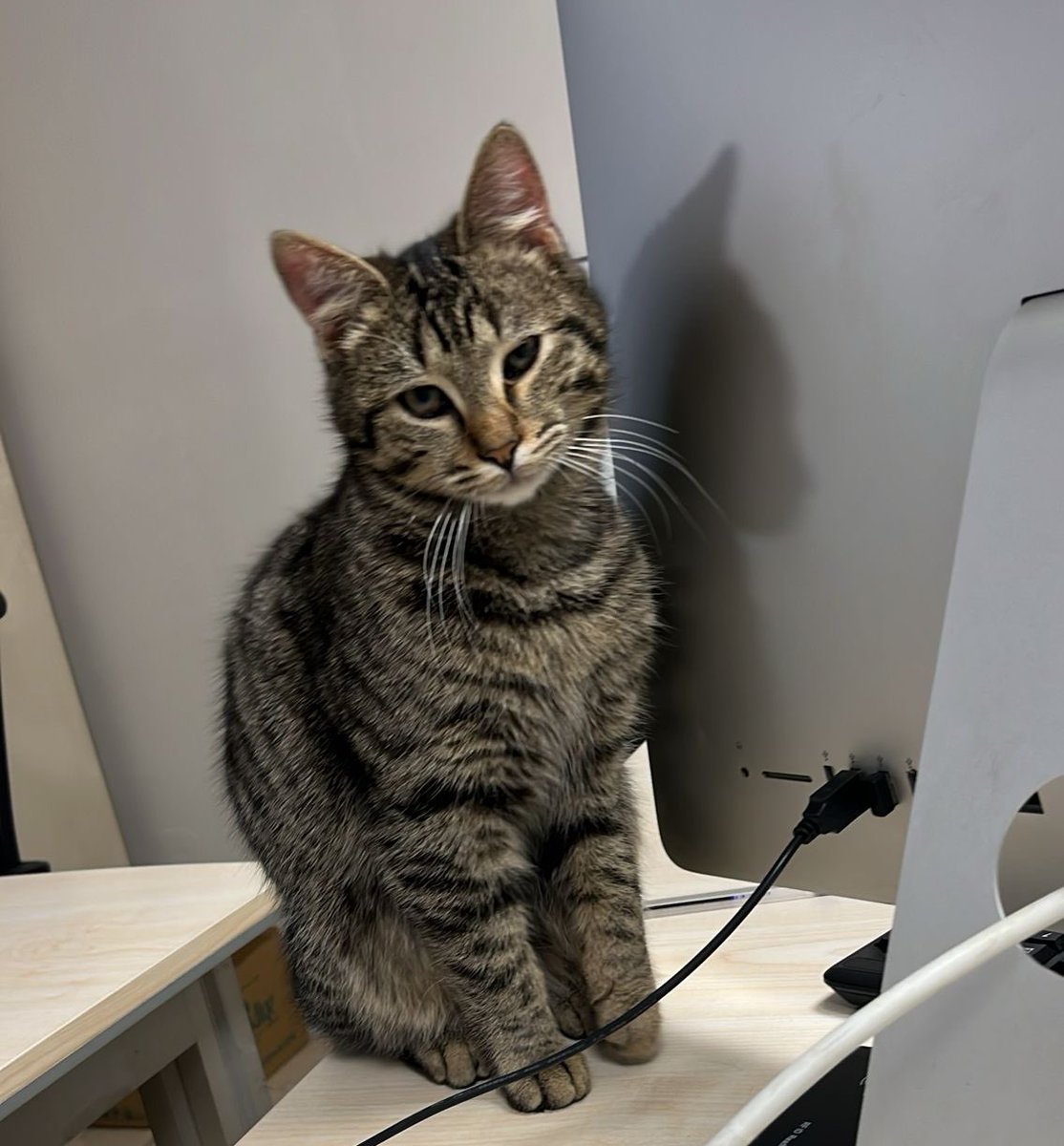 Feci şekilde dövülmüş ‼️
1 ay tedavi görmüş. 

Henüz 5-6 aylık. 
Yuva bulabilir miyiz❓

İletişim: <a href="/Herabjk/">Hera</a>